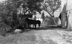 1978-09 I cavalli davanti al pozzo, ma di chi son?